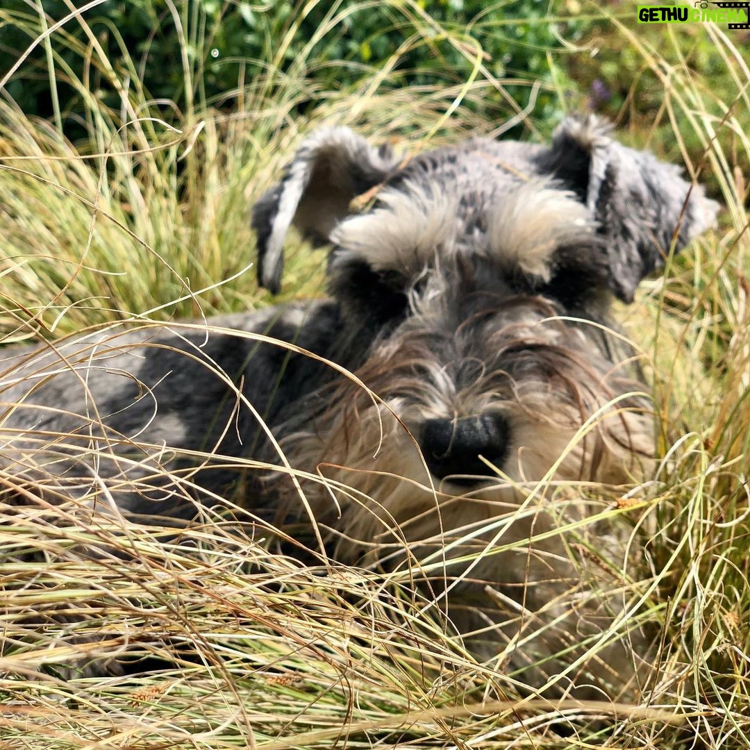 George Robinson Instagram - A creature in the undergrowth