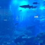 George Robinson Instagram – blue planet with @_eddierobinson #fishes Dubai Aquarium & Underwater Zoo by Emaar