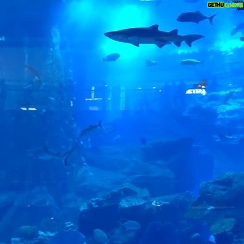 George Robinson Instagram - blue planet with @_eddierobinson #fishes Dubai Aquarium & Underwater Zoo by Emaar