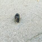 Giles Matthey Instagram - Hope this little fluff ball is ok. I fear it could be rabies.