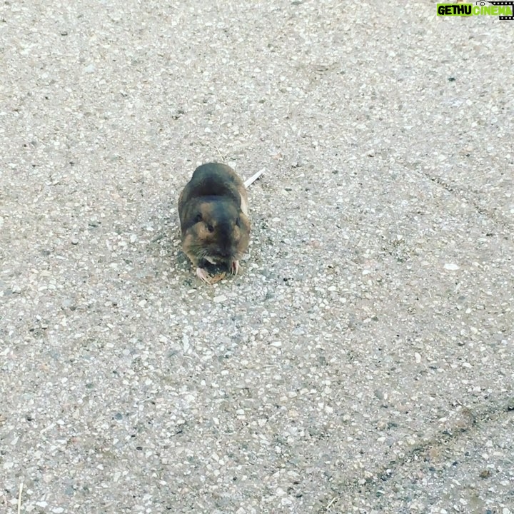 Giles Matthey Instagram - Hope this little fluff ball is ok. I fear it could be rabies.