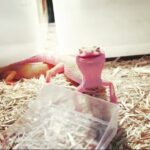Giles Matthey Instagram - Who doesn't love a happy gecko? If you have Monday blues, think of Sally the Gecko !