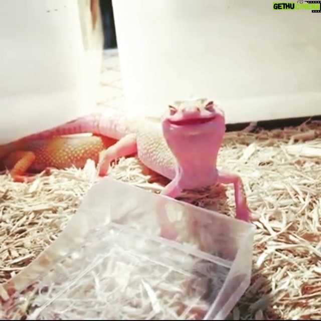 Giles Matthey Instagram - Who doesn't love a happy gecko? If you have Monday blues, think of Sally the Gecko !