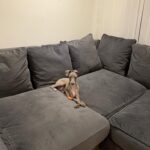 Giles Matthey Instagram - I miss my Tony. He is a little camouflaged seal on the @slf24_sofas #slf24UK #slf24 #slf24inspirations