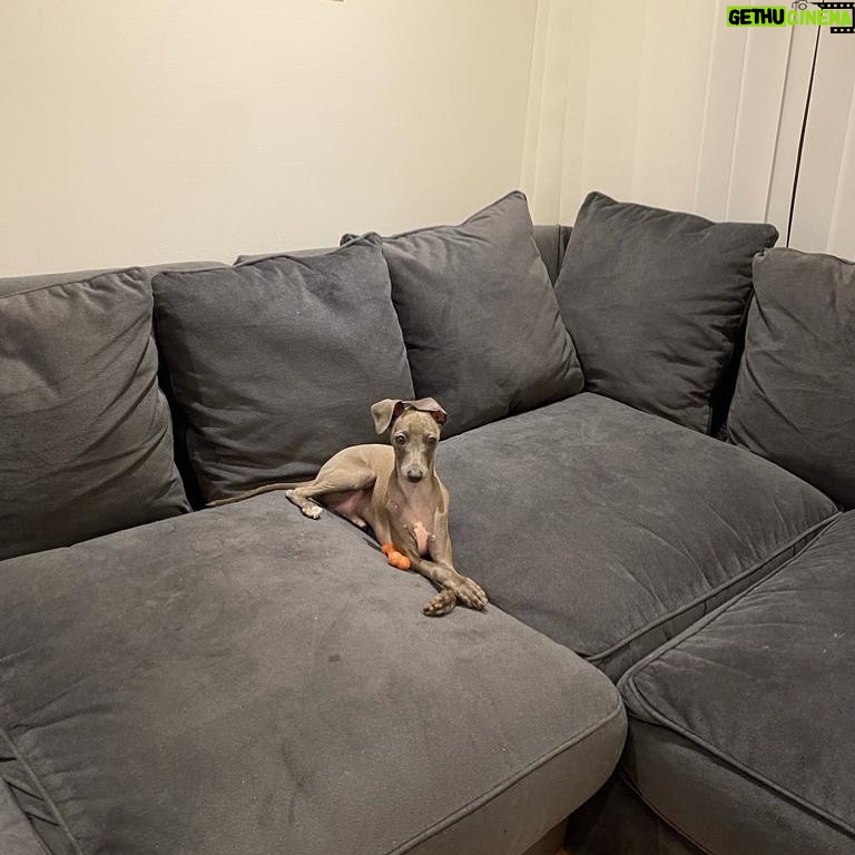 Giles Matthey Instagram - I miss my Tony. He is a little camouflaged seal on the @slf24_sofas #slf24UK #slf24 #slf24inspirations