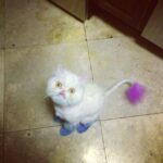Giles Matthey Instagram - My friend's cat . His personality is actually as loud as those colors. They are animal safe dyes. @onceabcofficial