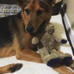 Giles Matthey Instagram - Charlie is smiling because he has a new friend, Bert the bear. @onceabcofficial #smilingdog