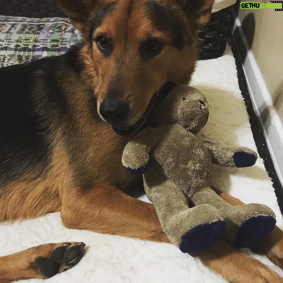 Giles Matthey Instagram - Charlie is smiling because he has a new friend, Bert the bear. @onceabcofficial #smilingdog