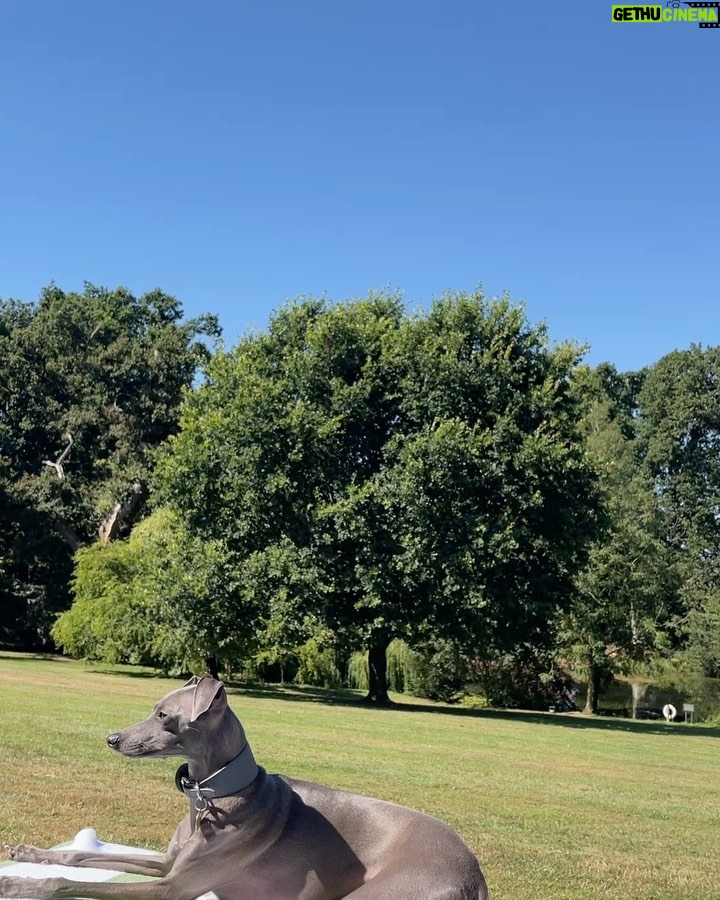 Giles Matthey Instagram - Just a man and his dog . (🧍♂️🐶 ) #dog