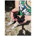 Ginnifer Goodwin Instagram - We go picking at a picking farm because I’m the sh*ttest gardener. Dear Green Thumbs, fruit and veg advice is welcome. P.S. They are from @quail_ceramics.