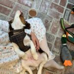 Ginnifer Goodwin Instagram - Pandemic pets Digby + Daisy + St. Mary Knead