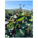 Ginnifer Goodwin Instagram - We go picking at a picking farm because I’m the sh*ttest gardener. Dear Green Thumbs, fruit and veg advice is welcome. P.S. They are from @quail_ceramics.