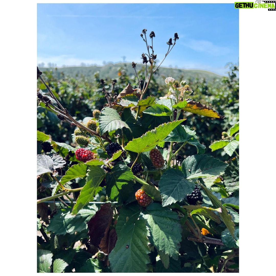 Ginnifer Goodwin Instagram - We go picking at a picking farm because I’m the sh*ttest gardener. Dear Green Thumbs, fruit and veg advice is welcome. P.S. They are from @quail_ceramics.