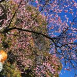 Giorgia Wurth Instagram - Accenno di primavera Anelito di pace Fuori e dentro di Noi Arenzano