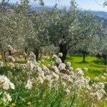 Giorgia Wurth Instagram - Spello alle mie spalle E poi su su, fino a #Collepino. Per pensare meno Per pensare meglio Per affidarsi agli ulivi Che paradiso che è l'Umbria #sentierodellacquedotto #festivaldispello #spello #umbria #ioluiealtrieffetticollaterali #graziemerda è