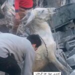 Giorgia Wurth Instagram – Buongiorno.

Non solo bambini, disabili, donne e anziani vengono sotterrati dalle bombe di Israele, Casa Bianca e Commissione Europea.

Anche gli animali.

Magari qualcuno a cui non frega nulla dei figli altrui, riesce a provare un po’ di empatia almeno per loro.

Guardate con quanta cura, e amore, questi ragazzi palestinesi che non hanno più cibo né acqua, provano con tutte le loro forze a salvare l’asino.

Sono la speranza di umanità a cui mi aggrappo con tutte le lacrime.

#stopgenocide

@giorgiameloni
@quirinale
@ursulavonderleyen
@europeancommission