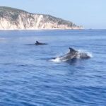 Giulia Mizzoni Instagram - 23-07-2023 - Finalmente è successo!👇 Speravo dall’inizio della vacanza di poter vivere questa esperienza con la mia famiglia🐬 …abbiamo incontrato i delfini!!! La prima volta che li vidi avevo 7 anni come Pietro mentre ero in barca a vela e da allora è il mio animale preferito. A voi piacciono? #dolphins #delfini #greece #boat #giornatainbarca #famiglia #mare #blumare #cefalonia #animals #animalslover #animalsofinstagram #love #familytime #barbie #barbiegirl Fteri Beach