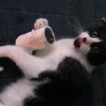 Grant Morrison Instagram - Celebrating 1 year of hoarding toilet rolls... #cats #covid #chancellor
