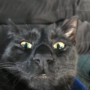 Grant Morrison Instagram - Lucky for some #nationalblackcatday #blackcatsofinstagram #blackcat #black #cat #boo