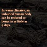 Hāwane Rios Instagram – amplifying the powerful words of my sis @sofiasamarah
“When we learn about terrible things that happened in history, imagery of skulls and bones are always used to illustrate how truly barbaric the situation was.
To illustrate the barbaric nature of the perpetrators.
The perpetrators did not allow the dead to be buried. The perpetrators left the dead in the street. The perpetrators collected the dead into piles. The perpetrators did not think of or respect the bodies. The perpetrators were barbaric monsters who’s only purpose was to destroy.
One day in the future, when people learn about Palestine, they’ll see the images of bones scattered across the streets, and the barbaric situation that allowed for these images to exist.
One day in the future, when people learn about Palestine, they’ll ask us how this was able to happen. They’ll ask us why such barbarism occurred. They’ll ask us who the perpetrators were.
And people like me will remember exactly how this happened. And which of you, all of you, said nothing, and did nothing, and let my people die.”