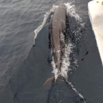 Han Go-eun Instagram – #whale watching #샌디에고 #가족여행 ~바다를 힘차게 헤엄치는 고래의 아름다운 모습을 보러 떠난 배 위에서 피곤하다 장난삼아 잠시 베었던 무릎위에서 정말 잠들어 버린 나를 위해 한동안 말없이 다리를 내어준 든든하고 착하디착한 7살 내 조카~♡ 맨날 재우는게 일이었는데 이젠 나를 재워 줍니다.