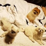 Han Go-eun Instagram - 혼자있고 싶지않은 왠지 들뜨기도 두렵기도 하는 연말에 찾아온 손님 하나~