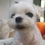 Han Go-eun Instagram - 귀여운 내 하루.. 소중한 내 하루..♡♡♡, not a pup. 11 years old big lady~♡♡♡