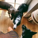Hande Erçel Instagram - 🏡&🐾🐾🐾&☕️ 📷 @gamze_ercel