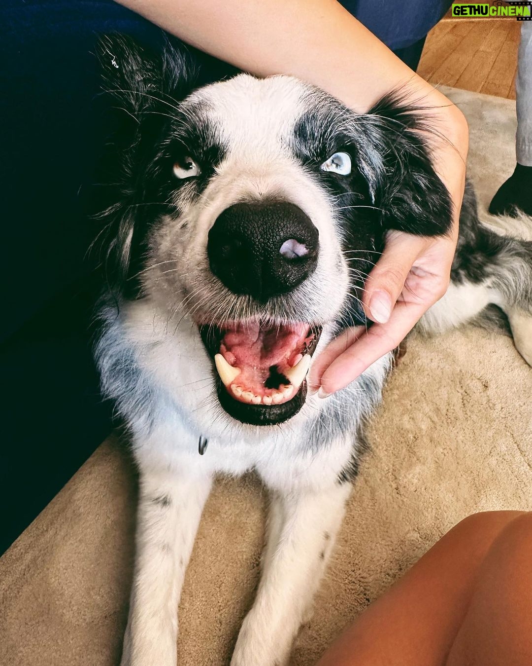 Hande Erçel Instagram - 🏡&🐾🐾🐾&☕️ 📷 @gamze_ercel