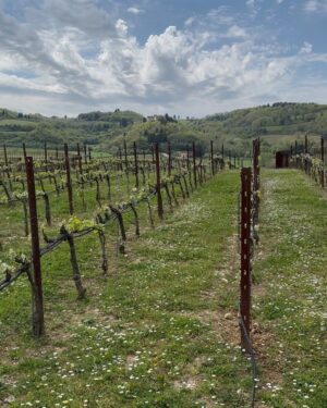 Hande Erçel Instagram - Tuscany 🤍🍷