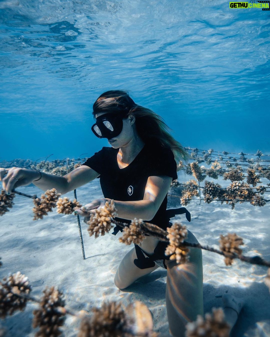 Hannah Stocking Instagram - Like any ecosystem, coral reefs can withstand and adapt to certain impacts. But the combination of multiple stresses of global changes in ocean temperature and acidification, with local pressures such as pollution, overfishing and declining water quality, has led to changes that could become irreversible within the next few decades. BUT! The team at @coralgardeners has plans to change that! They have found ways to plant SUPER CORALS which are a coral species strong enough to survive extreme conditions and rapid changes in the marine environment! π π Iβm very proud be to an ambassador for @coralgardeners and continue to help fix the coral issue we are facing. The world needs more corals because 1) the ridges in coral reefs act as barriers providing crucial protection from threats such as tsunamis. 2) they help protect areas such as mangrove forests and seagrass beds that act as nurseries for marine animals, 3) just like plants, they provide oxygen for us to breathe! π‘π¦ French Polynesia