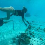 Hannah Stocking Instagram - Like any ecosystem, coral reefs can withstand and adapt to certain impacts. But the combination of multiple stresses of global changes in ocean temperature and acidification, with local pressures such as pollution, overfishing and declining water quality, has led to changes that could become irreversible within the next few decades. BUT! The team at @coralgardeners has plans to change that! They have found ways to plant SUPER CORALS which are a coral species strong enough to survive extreme conditions and rapid changes in the marine environment! 🐠🐋 I’m very proud be to an ambassador for @coralgardeners and continue to help fix the coral issue we are facing. The world needs more corals because 1) the ridges in coral reefs act as barriers providing crucial protection from threats such as tsunamis. 2) they help protect areas such as mangrove forests and seagrass beds that act as nurseries for marine animals, 3) just like plants, they provide oxygen for us to breathe! 🐡🦭 French Polynesia
