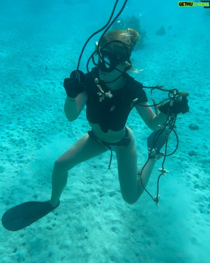 Hannah Stocking Instagram - Like any ecosystem, coral reefs can withstand and adapt to certain impacts. But the combination of multiple stresses of global changes in ocean temperature and acidification, with local pressures such as pollution, overfishing and declining water quality, has led to changes that could become irreversible within the next few decades. BUT! The team at @coralgardeners has plans to change that! They have found ways to plant SUPER CORALS which are a coral species strong enough to survive extreme conditions and rapid changes in the marine environment! π π Iβm very proud be to an ambassador for @coralgardeners and continue to help fix the coral issue we are facing. The world needs more corals because 1) the ridges in coral reefs act as barriers providing crucial protection from threats such as tsunamis. 2) they help protect areas such as mangrove forests and seagrass beds that act as nurseries for marine animals, 3) just like plants, they provide oxygen for us to breathe! π‘π¦ French Polynesia