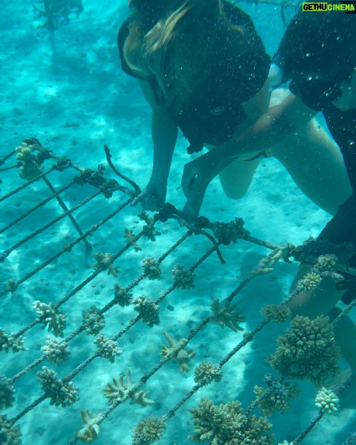Hannah Stocking Instagram - Like any ecosystem, coral reefs can withstand and adapt to certain impacts. But the combination of multiple stresses of global changes in ocean temperature and acidification, with local pressures such as pollution, overfishing and declining water quality, has led to changes that could become irreversible within the next few decades. BUT! The team at @coralgardeners has plans to change that! They have found ways to plant SUPER CORALS which are a coral species strong enough to survive extreme conditions and rapid changes in the marine environment! π π Iβm very proud be to an ambassador for @coralgardeners and continue to help fix the coral issue we are facing. The world needs more corals because 1) the ridges in coral reefs act as barriers providing crucial protection from threats such as tsunamis. 2) they help protect areas such as mangrove forests and seagrass beds that act as nurseries for marine animals, 3) just like plants, they provide oxygen for us to breathe! π‘π¦ French Polynesia