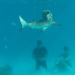 Hannah Stocking Instagram - It seems like we’ve been here for almost a month by everything we’ve accomplished in just a few days! Thanks to @coralgardeners we’ve over come fears, completed challenges, developed lifelong friendships, and most importantly, planted corals! We have been the craziest Malakas the island of Mo’orena has ever seen! Thank you so much @coralgardeners for having us ! We support your mission! *siri play Left Hand Free by alt-j!* 📸 🌊 @anthonykdo Moorea