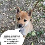 Hasse Hope Instagram – Valpen min har blitt storyteller! Håper dere vil gi ham den respekten og oppmerksomheten han fortjener 🙂