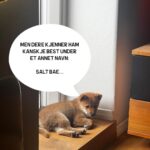 Hasse Hope Instagram – Valpen min har blitt storyteller! Håper dere vil gi ham den respekten og oppmerksomheten han fortjener 🙂
