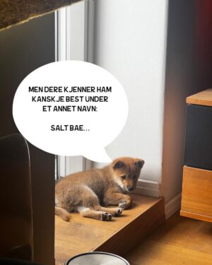 Hasse Hope Instagram - Valpen min har blitt storyteller! Håper dere vil gi ham den respekten og oppmerksomheten han fortjener 🙂