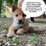 Hasse Hope Instagram – Valpen min har blitt storyteller! Håper dere vil gi ham den respekten og oppmerksomheten han fortjener 🙂