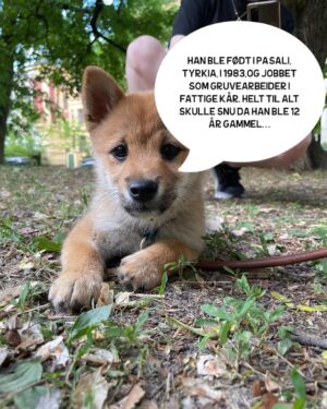Hasse Hope Instagram - Valpen min har blitt storyteller! Håper dere vil gi ham den respekten og oppmerksomheten han fortjener 🙂