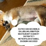 Hasse Hope Instagram – Valpen min har blitt storyteller! Håper dere vil gi ham den respekten og oppmerksomheten han fortjener 🙂