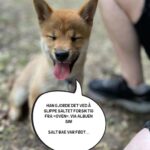 Hasse Hope Instagram – Valpen min har blitt storyteller! Håper dere vil gi ham den respekten og oppmerksomheten han fortjener 🙂