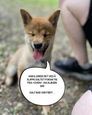 Hasse Hope Instagram - Valpen min har blitt storyteller! Håper dere vil gi ham den respekten og oppmerksomheten han fortjener 🙂