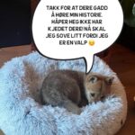 Hasse Hope Instagram – Valpen min har blitt storyteller! Håper dere vil gi ham den respekten og oppmerksomheten han fortjener 🙂