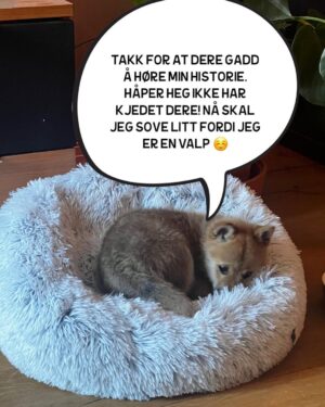 Hasse Hope Instagram - Valpen min har blitt storyteller! Håper dere vil gi ham den respekten og oppmerksomheten han fortjener 🙂