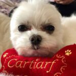 Heather Locklear Instagram - Dog or seal???