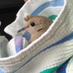 Heather Locklear Instagram - Morning dove on its way to @cawildlife in Calabasas