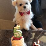 Heather Locklear Instagram - Happy Birthday to the 5 year old Mister