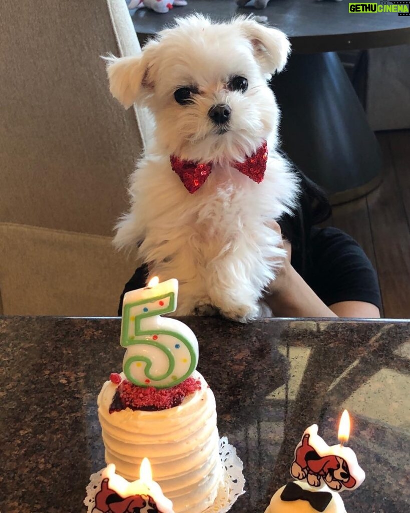 Heather Locklear Instagram - Happy Birthday to the 5 year old Mister