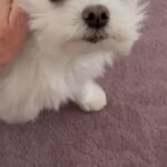 Heather Locklear Instagram –
